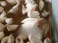 Chickens — photo 1