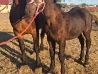 حصان, Percheron — الصورة 3