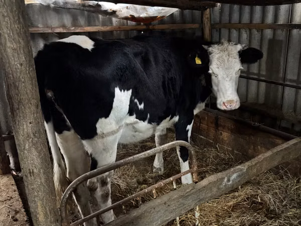 بقرة, Russian Black pied cattle