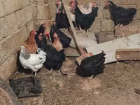 Chickens — 照片 2