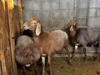 भेड़, Katum sheep — फ़ोटो 4