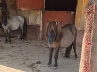 فرس, Shetland Pony — الصورة 1