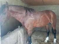 Hengst, Kustanai horse — Foto 1