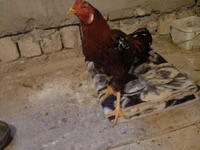 Chickens — फ़ोटो 8