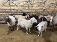 Sheep, Sheep — photo 3