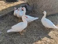 Ducks — الصورة 5
