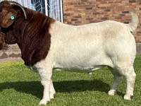 Goats (batch, sex not specified), Boer goat — photo 6