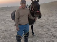 घोड़ा, Karabakh horse — फ़ोटो 2