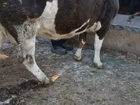 Kuh, Simmental cattle — Foto 5