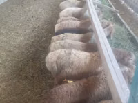 母羊, Sheep — 照片 3