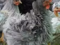 Pekin-Zwerg — Foto 3