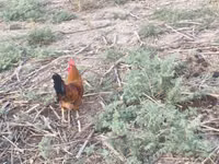 Chickens — Foto 7