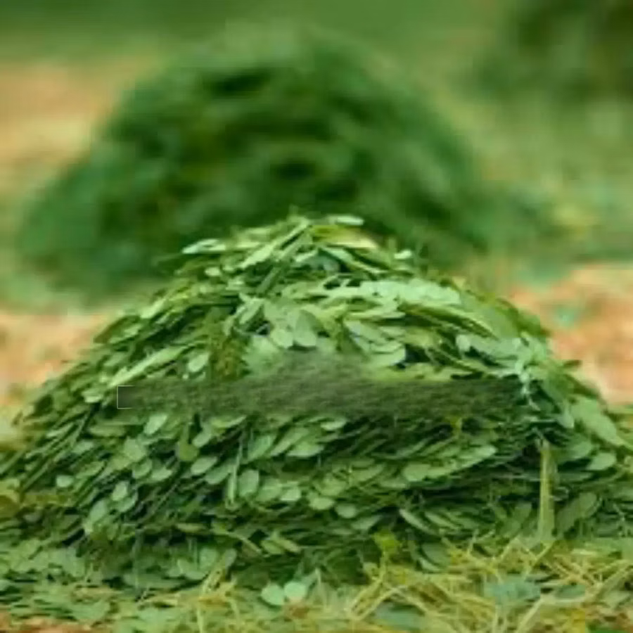 Moringa Chaff for Animals Feed,