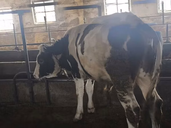 सांड, Simmental cattle