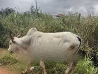 Vaca, Ganado vacuno — foto 1