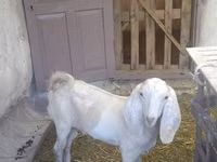 बकरा, Beetal goats — फ़ोटो 5