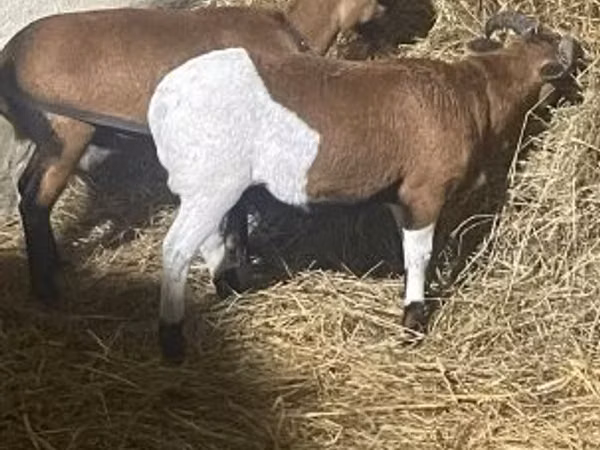 Ram, Cameroon sheep