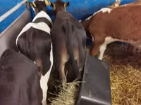 ثور, Simmental cattle — الصورة 6