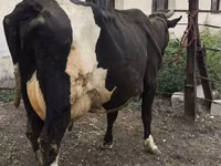 بقرة, Russian Black pied cattle — الصورة 1