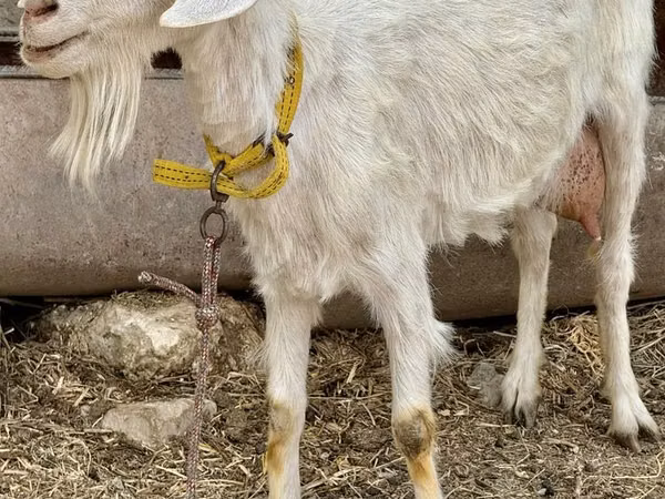 母山羊, Saanen goat