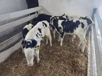 Bulle, Russian Black pied cattle — Foto 1