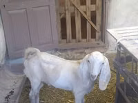 बकरा, Beetal goats — फ़ोटो 7