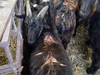 Billy Goat, Goats — photo 5