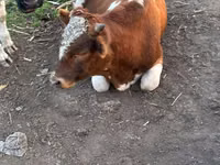 Vaca, Ganado vacuno — foto 5
