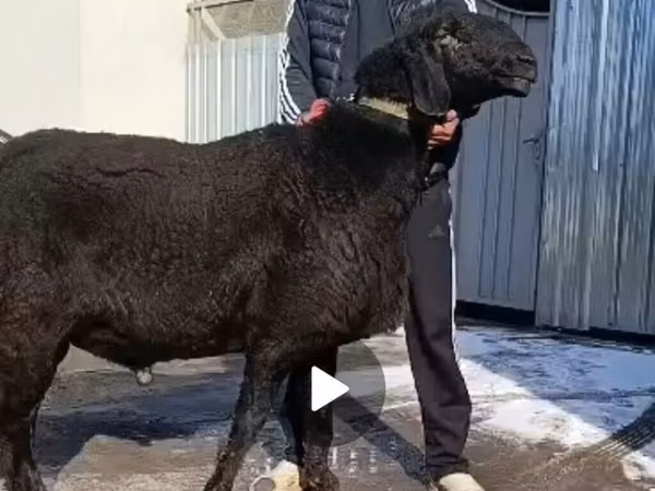 Ram, Arashan sheep