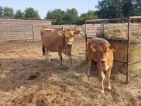 Vaca, Raza Jersey — foto 4