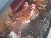Chickens — photo 2