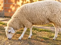 نعجة, British  Milksheep — الصورة 1