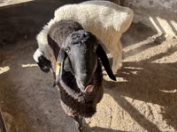 Carnero, Blackheaded Persian sheep — foto 1