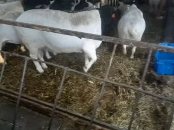 Ram, Dorper sheep