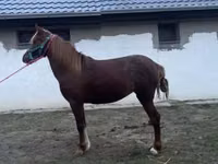 Mare, Welsh Cob — photo 3