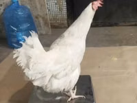 Chickens — الصورة 6