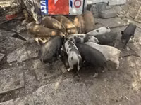 Boar — photo 3