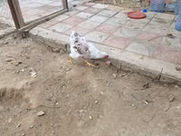 वायंडॉट — फ़ोटो 4