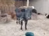 Cow, Cattle — photo 4