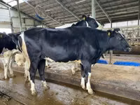 Kuh, Yaroslavl cattle — Foto 8