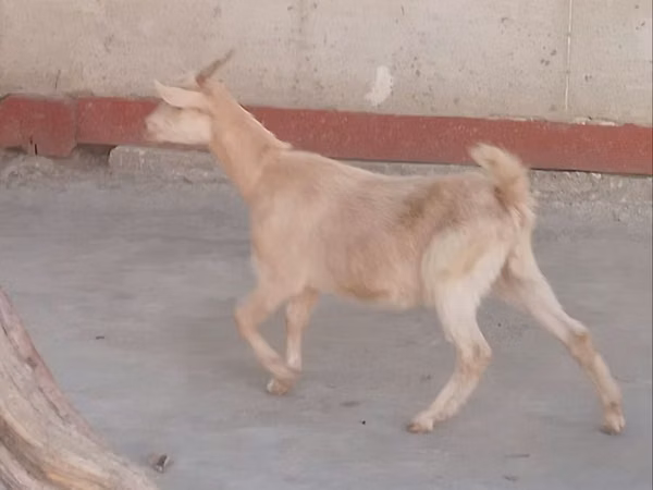 Goat, Goats