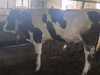 सांड, Simmental cattle — फ़ोटो 7