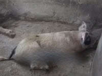 Pigs (batch, sex not specified), Pigs — photo 1
