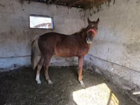 Horse (M), Thoroughbred horse — photo 2