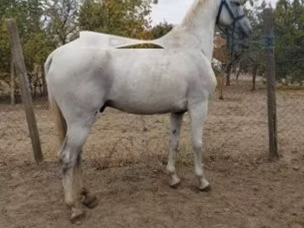 Horse (M), Lipizzaner