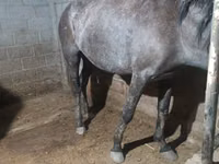 فرس, Budyonny horse — الصورة 2
