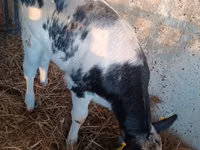 गाय, मवेशी — फ़ोटो 4