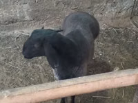 Ram, Sheep — photo 5