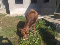 Kuh, Swiss cattle — Foto 2