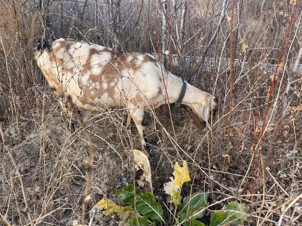Cabra, Nubian Goat
